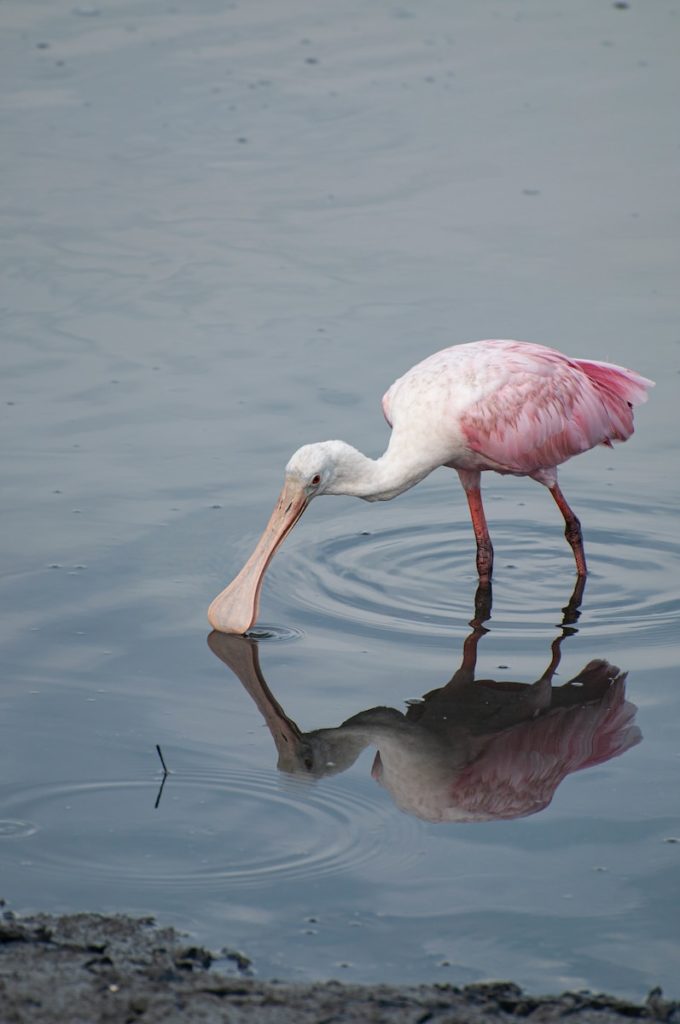 a bird with a long beak is standing in the water
